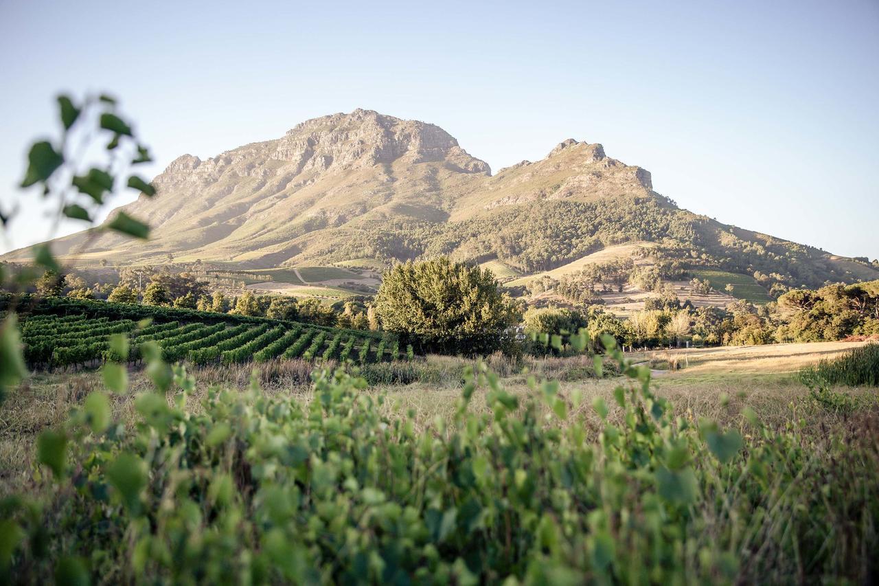 Вилла Le Pommier Wine Estate Стелленбос Экстерьер фото